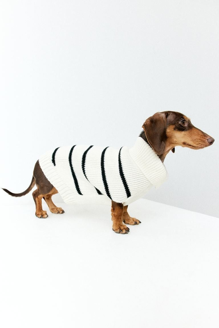 How the Right Accessories Strengthen the Bond Between You and Your Dog