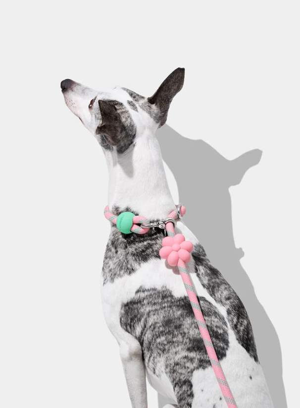 Laisse mains libres pour chien en corde – Motif floral, 3 modes, 1,34 à 2,50 m, 1,27 cm