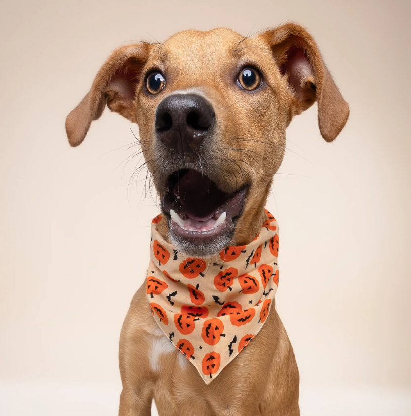 Halloween Dog Bandana