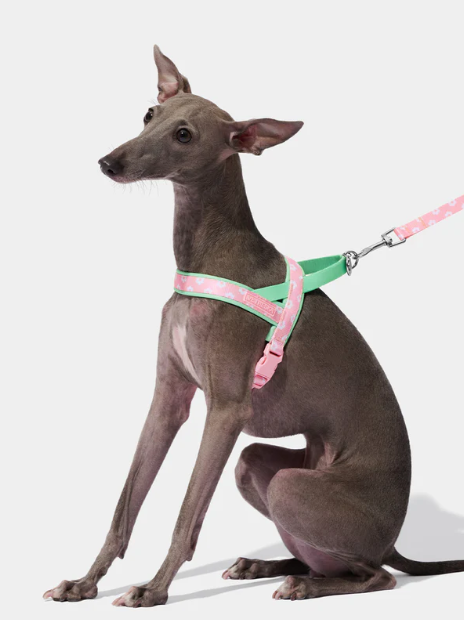 Ensemble harnais et laisse pour animaux de compagnie – Imprimé floral, léger, XS–M