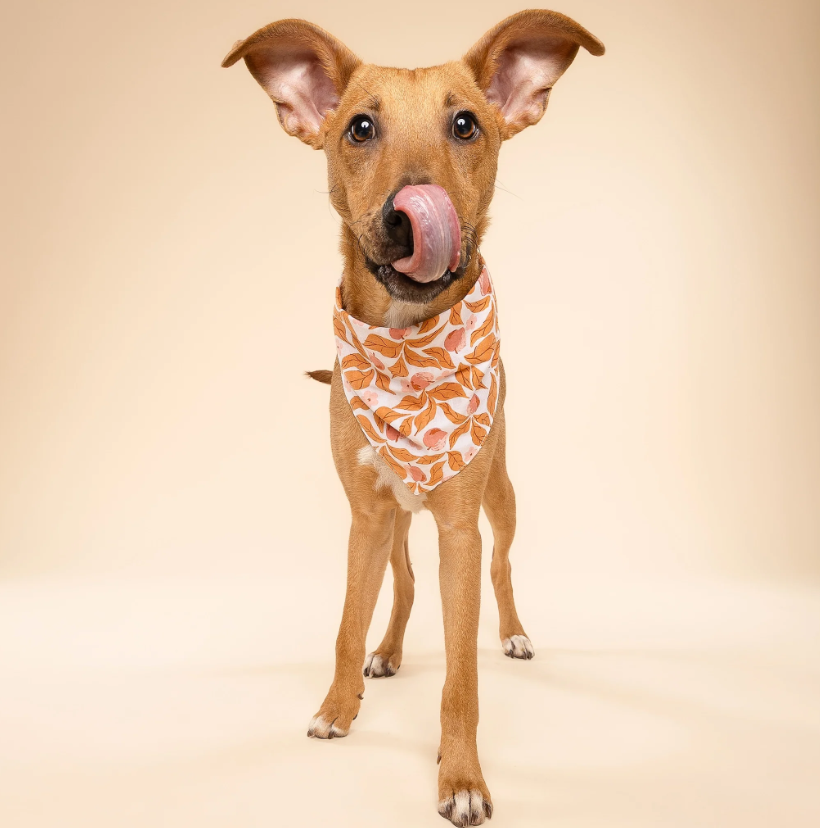 Dog Bandana – Apple Crisp Fall Print, 100% Cotton, Tie-On, Double-Sided