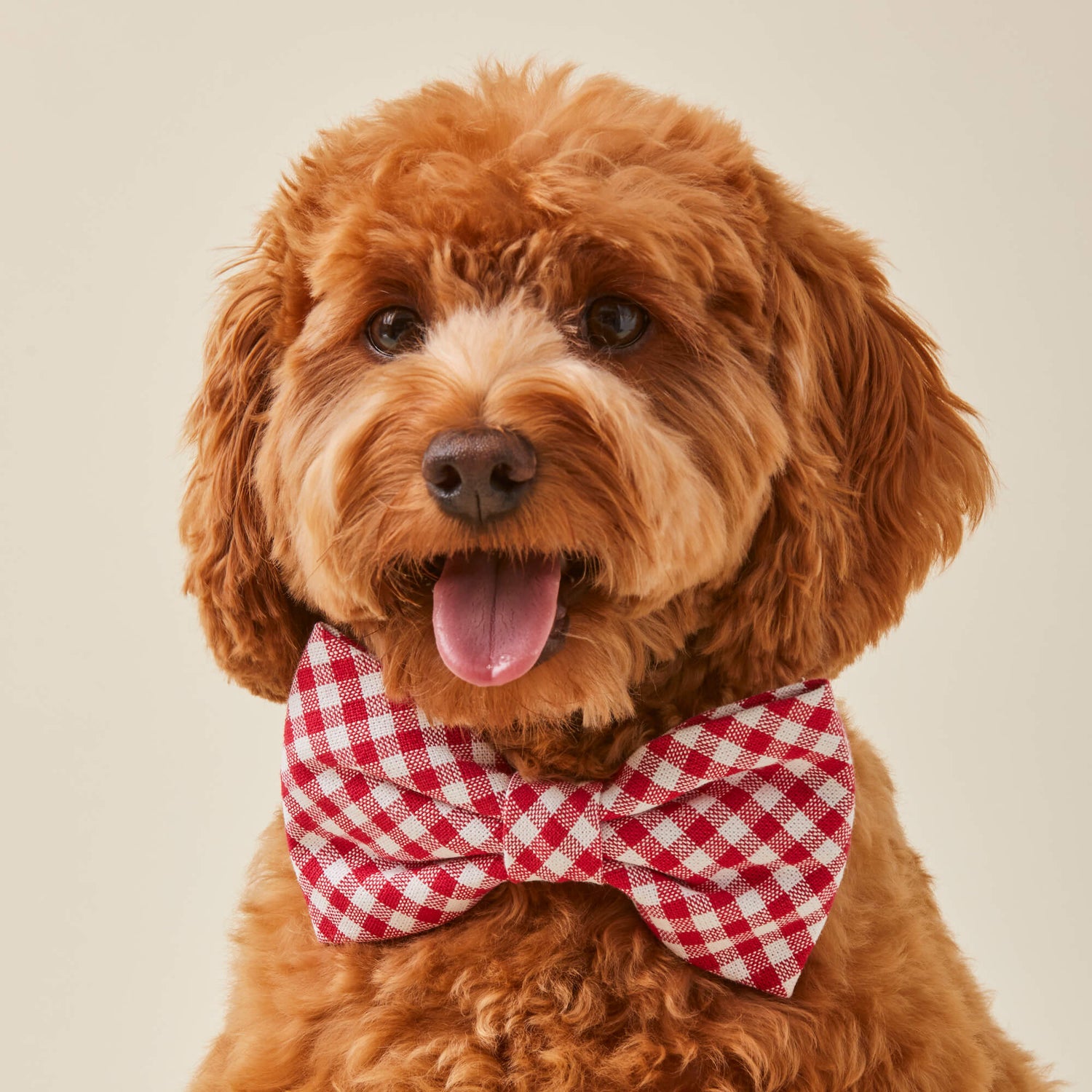 Red Gingham Dog Collar with Removable Bow