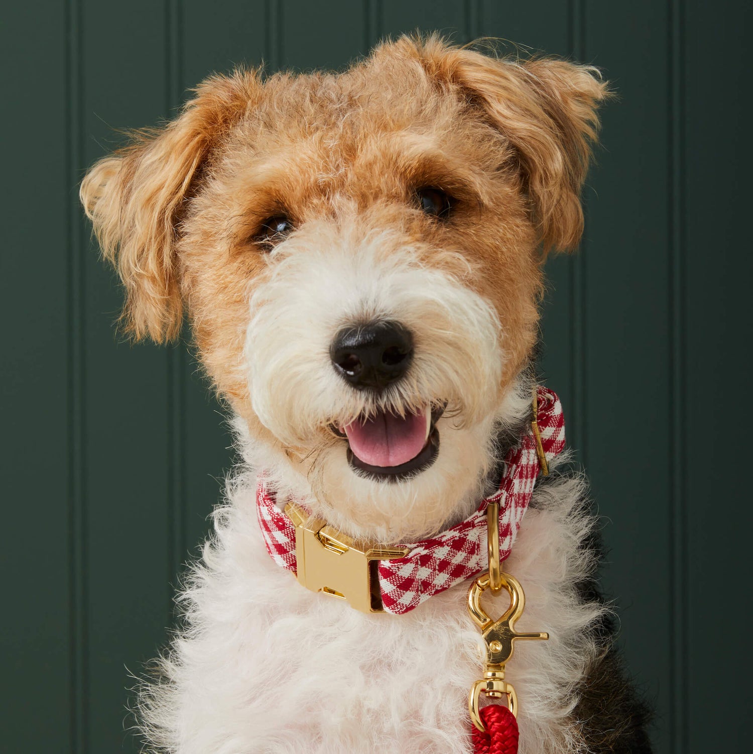 Red Gingham Dog Collar with Removable Bow