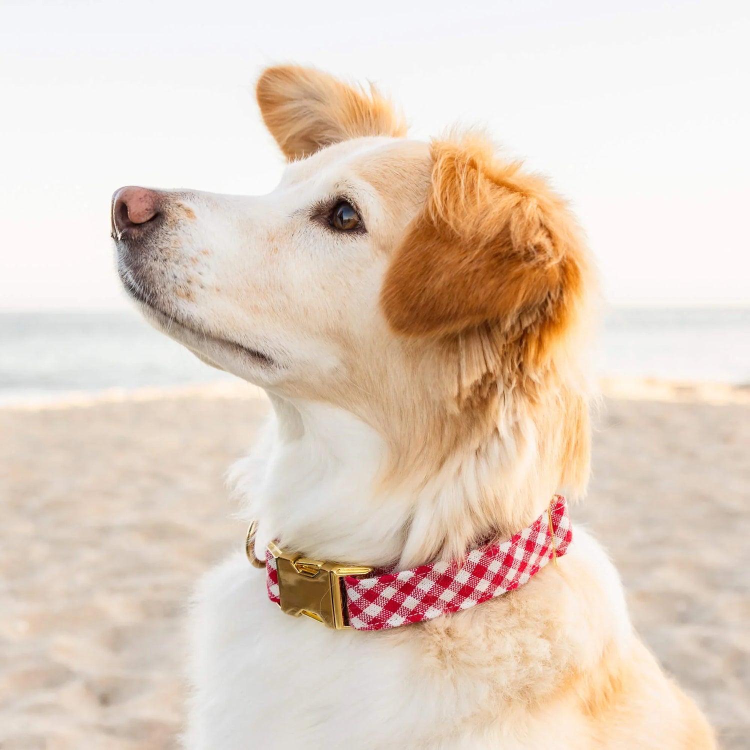 Red Gingham Dog Collar with Removable Bow