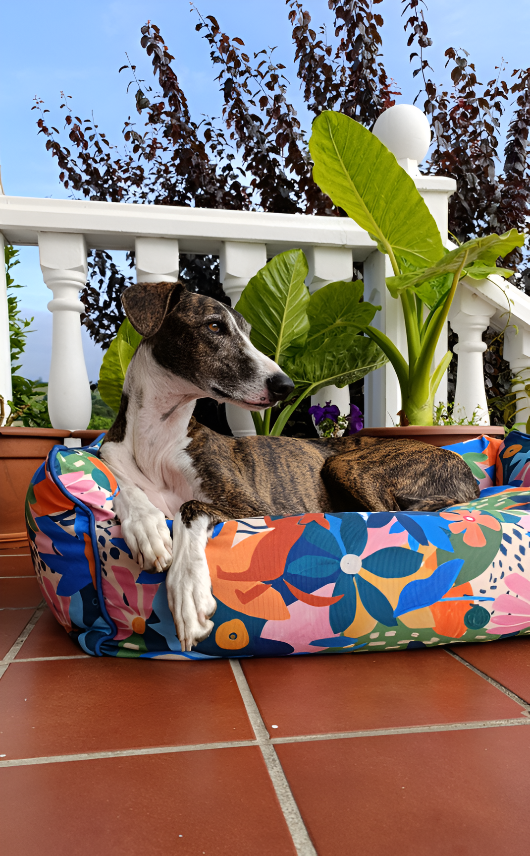 Creating a Safe and Comfortable World for Your Dog