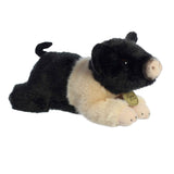 '- Miyoni - Hampshire Pig