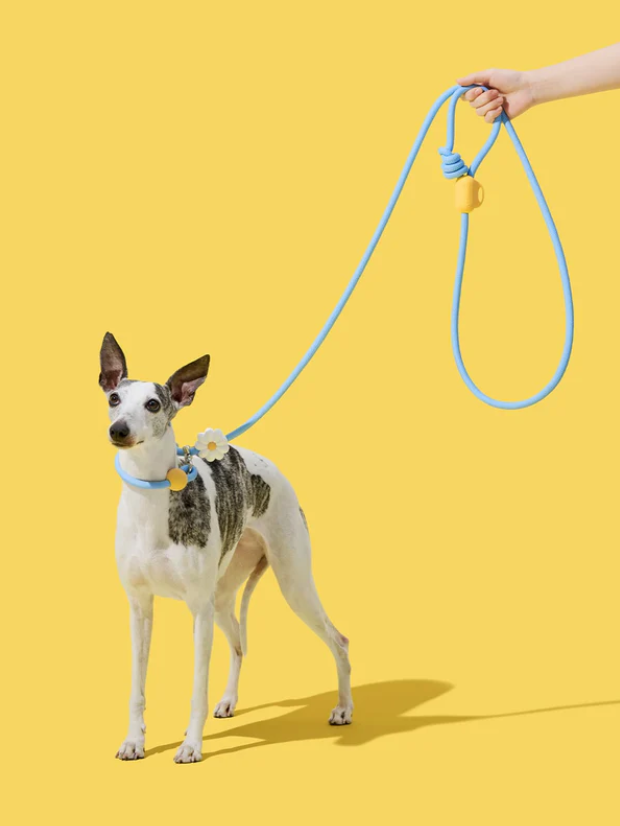 Laisse mains libres pour chien en corde – Réglable en 3 positions, 1,34 à 2,50 m, 1,27 cm