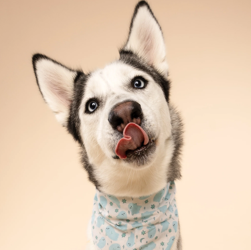 Dog Bandana – Blue Ghost Print, 100% Cotton, Tie-On, Double-Sided