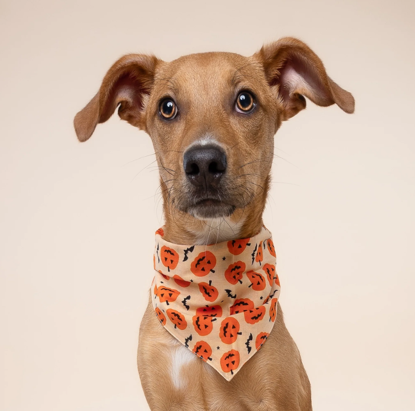 Halloween Dog Bandana