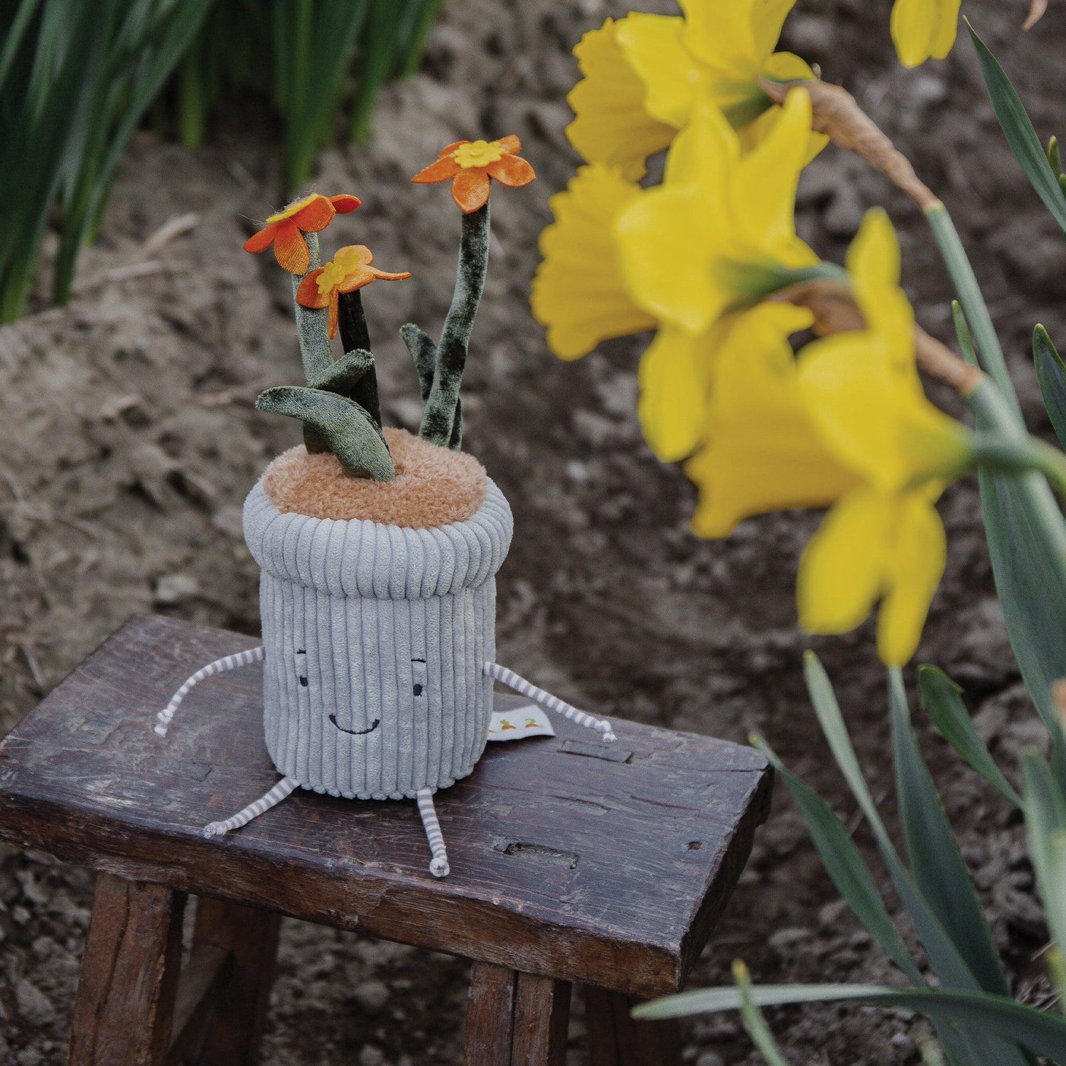 Window Sill-ies Daffodil