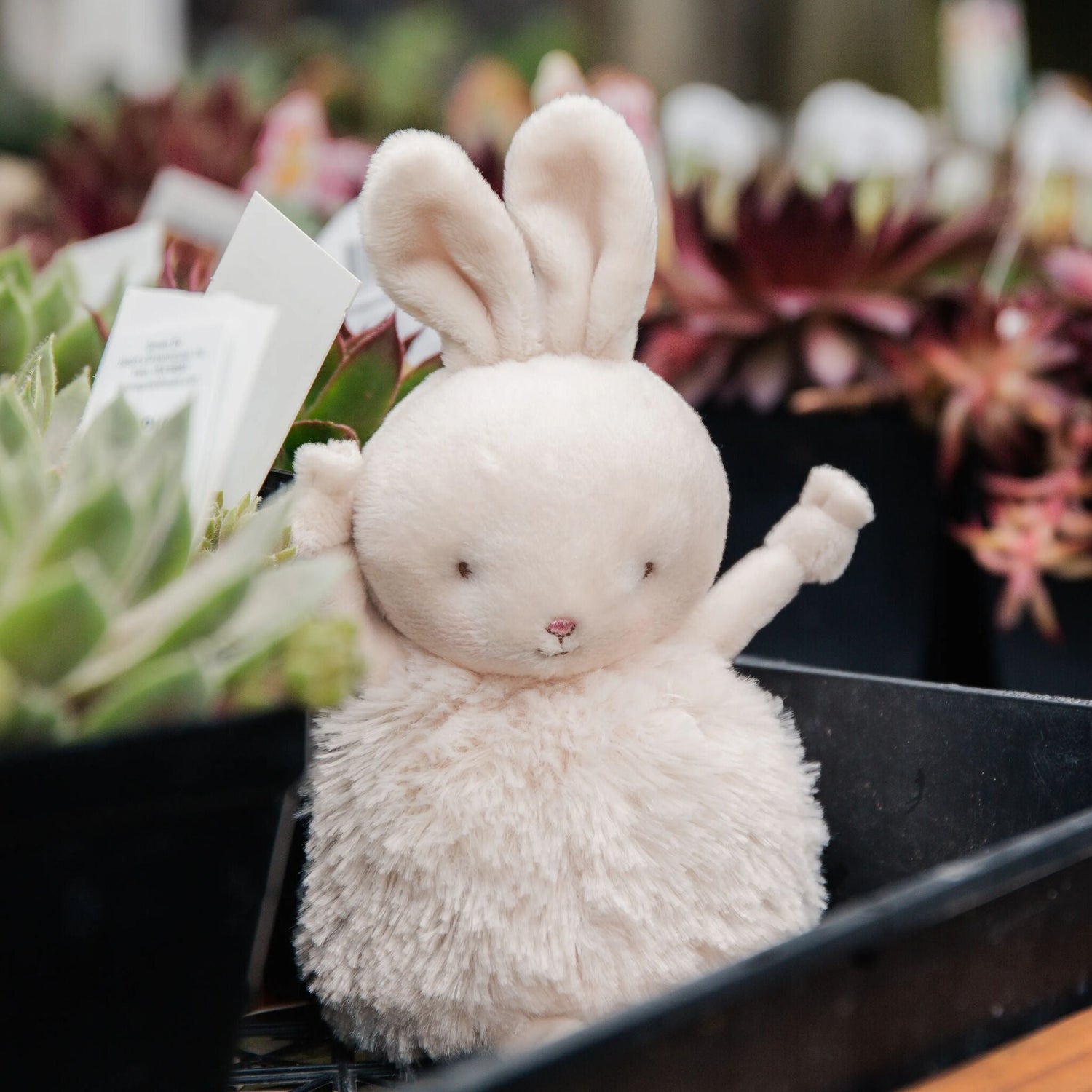 Roly Poly Rutabaga - Cream Bunny