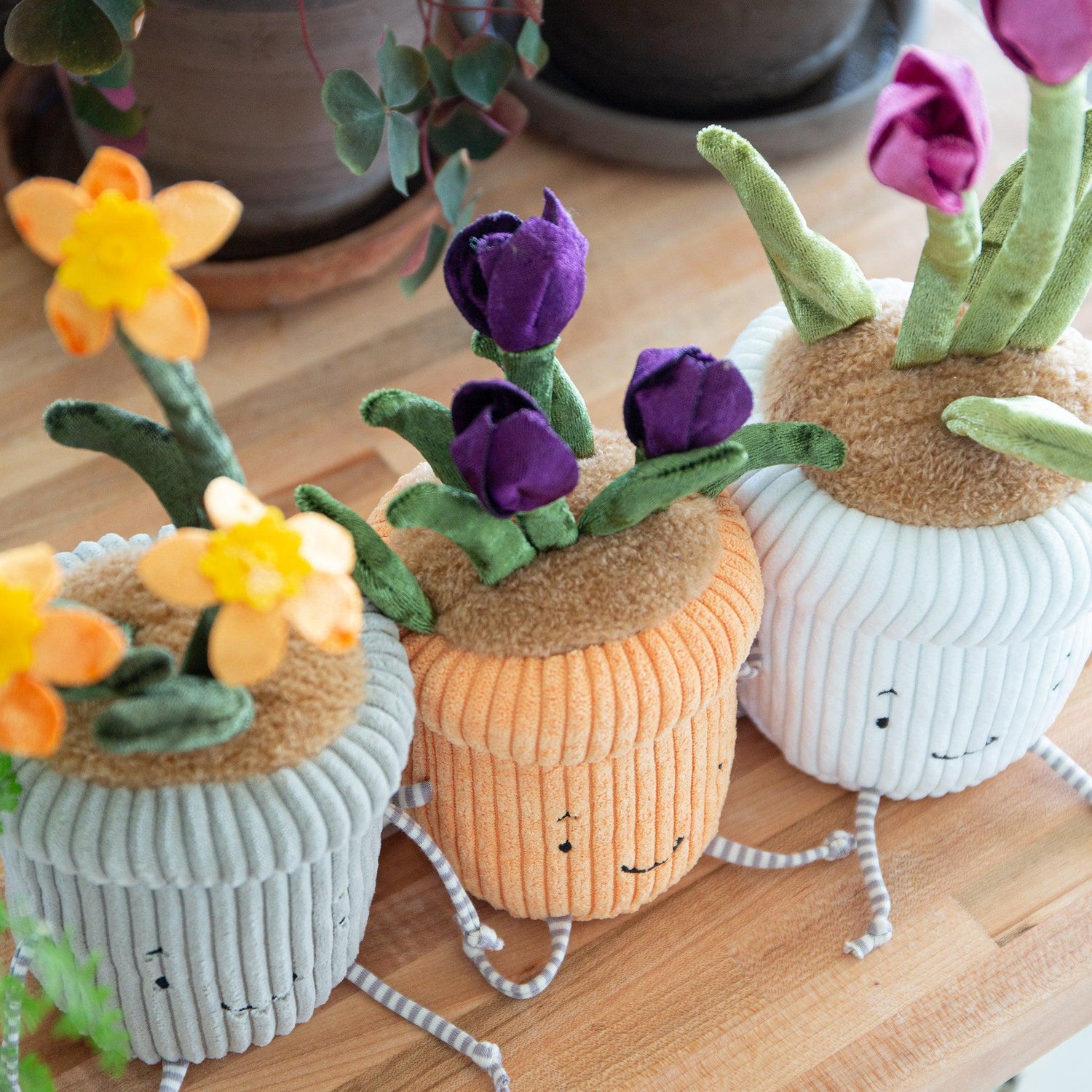 Window Sill-ies Crocus