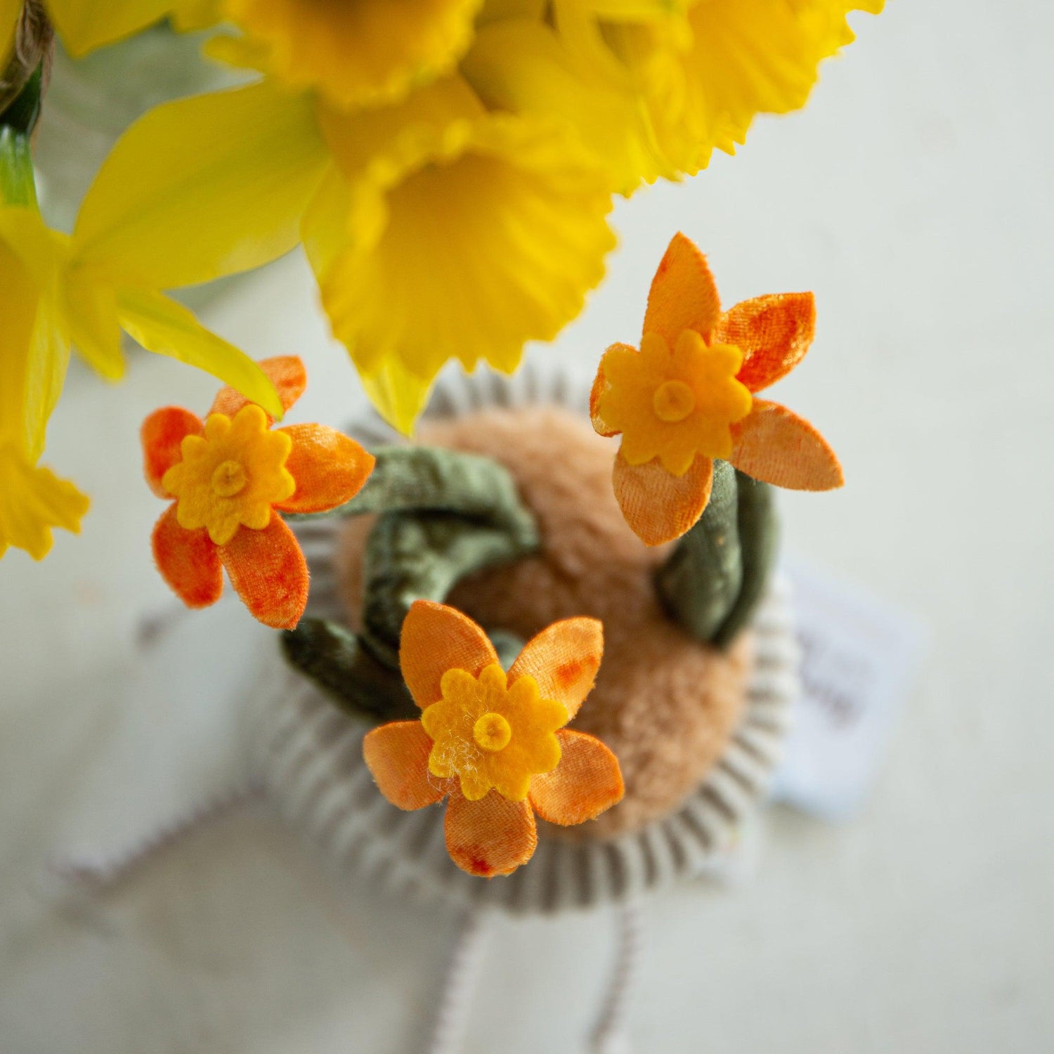 Window Sill-ies Daffodil