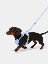 Set met harnas en riem voor huisdieren – madeliefjesprint, mesh, reflecterend, maten XXS–L